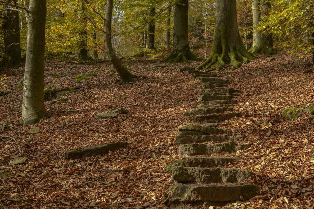The Staircases in Forests Phenomenon stairs, path, stages, rise, high, upwards, staircase, leaves, stone steps, stone stairway, forest, fall, old, nature, stairs, stairs, stairs, stairs, path, staircase, staircase, staircase, staircase, staircase, stone steps, stone steps, stone steps, stone steps