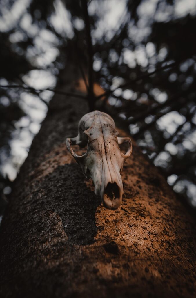 forest, nature, animal skull, woods, forest, forest, animal skull, animal skull, animal skull, animal skull, animal skull